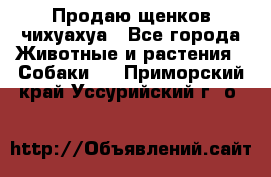 Продаю щенков чихуахуа - Все города Животные и растения » Собаки   . Приморский край,Уссурийский г. о. 